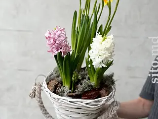 Plante de primăvară cu livrare rapidă în Moldova