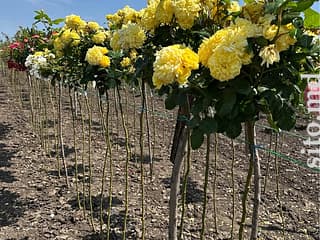 Декоративные и плодовые деревья - фото 5