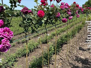 Декоративные и плодовые деревья - фото 8