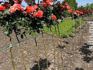 Декоративные и плодовые деревья - фото 4