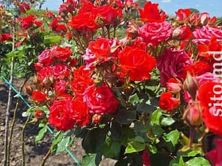 Декоративные и плодовые деревья - фото 3