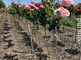 Декоративные и плодовые деревья - фото 9