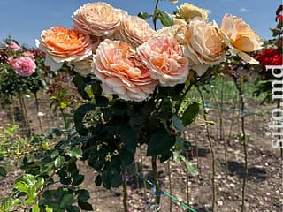 Trandafir copac  Culori disponibile : alb, rosu, roz,galben, portocaliu in jur la