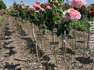 Декоративные и плодовые деревья - фото 2