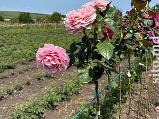 Декоративные и плодовые деревья - фото 7