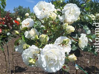 Декоративные и плодовые деревья - фото 10