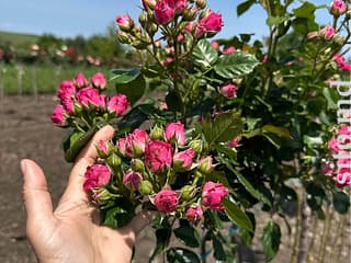 Декоративные и плодовые деревья - фото 6