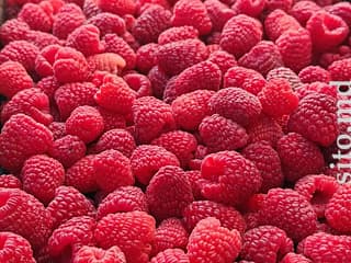 Саженцы и рассада - фото 2