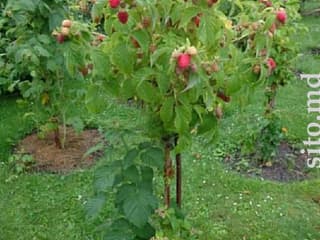 Саженцы и рассада - фото 5