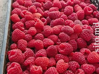 Саженцы и рассада - фото 6