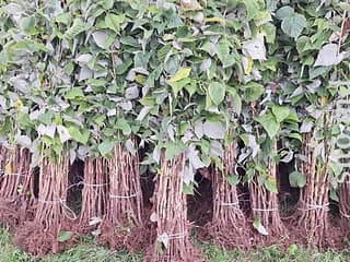 Саженцы и рассада - фото 3