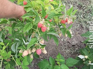 Саженцы и рассада - фото 4