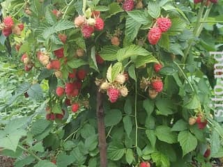 Se vinde zmeură ( malină) copac SORT TARUSA