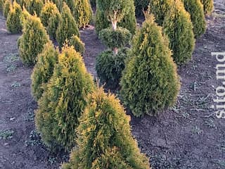 Декоративные и плодовые деревья - фото 5