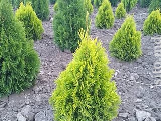 Декоративные и плодовые деревья - фото 2