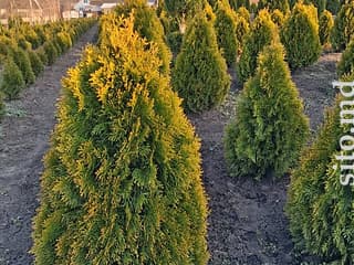 Декоративные и плодовые деревья - фото 3