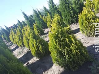 Смарард голд