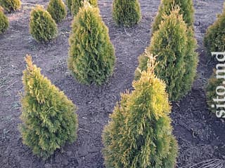 Декоративные и плодовые деревья - фото 4