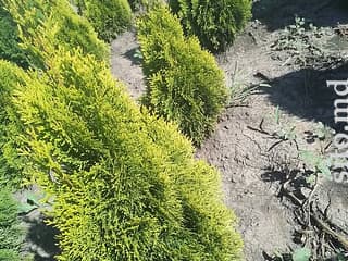 Декоративные и плодовые деревья - фото 6