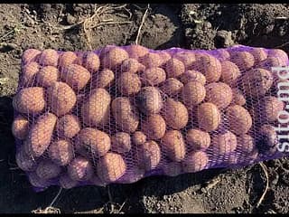 Avem spre vînzare Cartofi de mîncare și de sămință direct de la producător